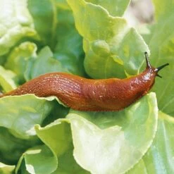 HGX Natuurvriendelijke Korrels Tegen Slakken - 12774N - 400gr - Doodt Slakken Direct - Veilig Voor Andere Dieren 4 HGX Natuurvriendelijke Korrels Tegen Slakken - 12774N - 400gr - Doodt Slakken Direct - Veilig Voor Andere Dieren -Tuinverzorgings Winkel 1200x1200 1088