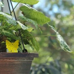 Rouwvliegjes Bestrijden 15 Stuks - Vliegenvanger - Insectenvanger - Lijmval - Vangplaten - Plak Klavertjes Tegen Rouwvliegen En Trips - Vangkaarten - Hebron® -Tuinverzorgings Winkel 1200x1200 1124