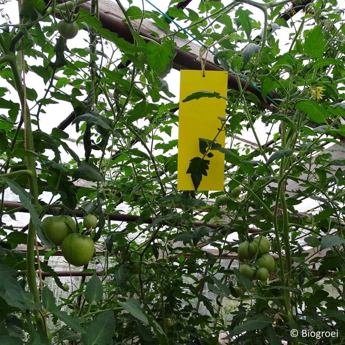 Biogroei Gele vangplaten - Ongedierteval - 10 stuks - 10cmx25cm - tegen rouwvliegjes, trips, witte vlieg en vliegende bladluis Biogroei Gele Vangplaten - Ongedierteval - 10 Stuks - 10cmx25cm - Tegen Rouwvliegjes, Trips, Witte Vlieg En Vliegende Bladluis -Tuinverzorgings Winkel 1200x1200 1143