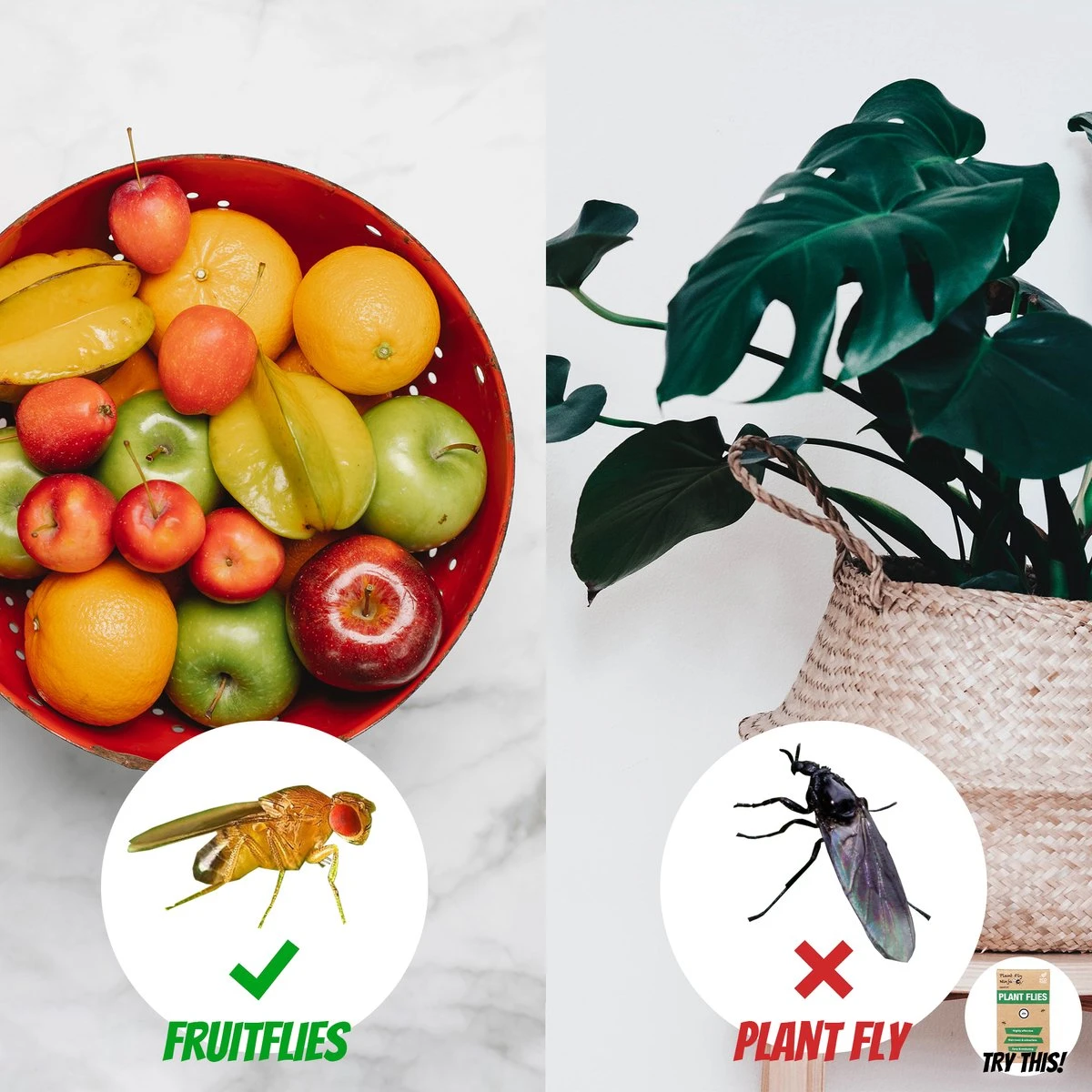 Super Ninja - Fruit Fly Ninja® - Fruitvliegjes vanger - 100% natuurlijk en Milieu verantwoordelijk - 12 Pack Super Ninja - Fruit Fly Ninja® - Fruitvliegjes Vanger - 100% Natuurlijk En Milieu Verantwoordelijk - 12 Pack -Tuinverzorgings Winkel 1200x1200 1148