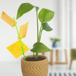 Aniway® - Fruitvliegjes Vanger - 40 Stuks (20 X 2) - Rouwvliegjes Bestrijden - Rouwvliegjes - Sterke Kleefkracht - Voor Buiten En Binnen 3 Aniway® - Fruitvliegjes Vanger - 40 Stuks (20 X 2) - Rouwvliegjes Bestrijden - Rouwvliegjes - Sterke Kleefkracht - Voor Buiten En Binnen -Tuinverzorgings Winkel 1200x1200 1153