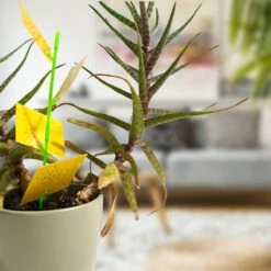 Aniway® - Fruitvliegjes Vanger - 40 Stuks (20 X 2) - Rouwvliegjes Bestrijden - Rouwvliegjes - Sterke Kleefkracht - Voor Buiten En Binnen 8 Aniway® - Fruitvliegjes Vanger - 40 Stuks (20 X 2) - Rouwvliegjes Bestrijden - Rouwvliegjes - Sterke Kleefkracht - Voor Buiten En Binnen -Tuinverzorgings Winkel 1200x1200 1156