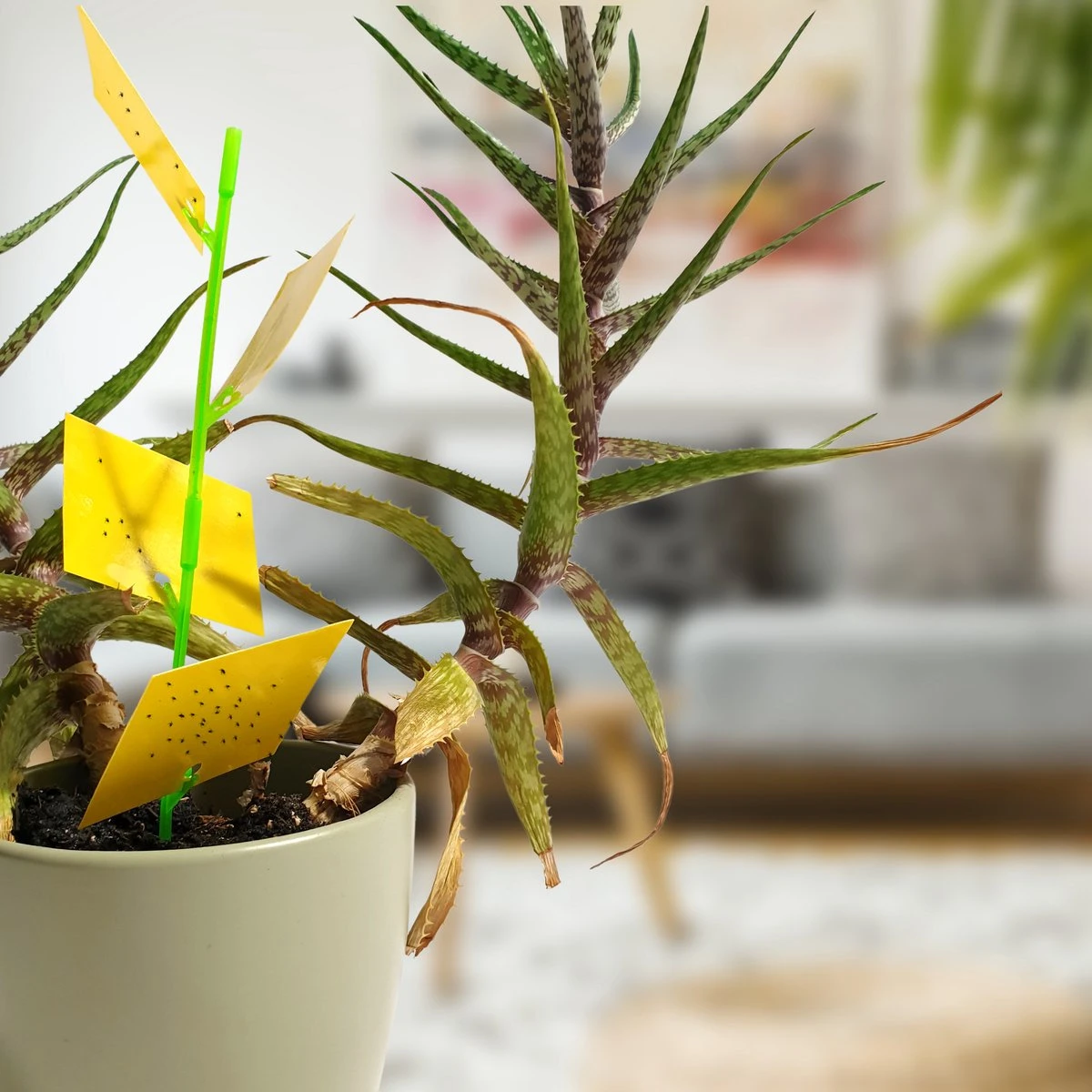 Aniway® - Fruitvliegjes vanger - 40 stuks (20 x 2) - Rouwvliegjes bestrijden - Rouwvliegjes - Sterke kleefkracht - Voor buiten en binnen Aniway® - Fruitvliegjes Vanger - 40 Stuks (20 X 2) - Rouwvliegjes Bestrijden - Rouwvliegjes - Sterke Kleefkracht - Voor Buiten En Binnen -Tuinverzorgings Winkel 1200x1200 1156