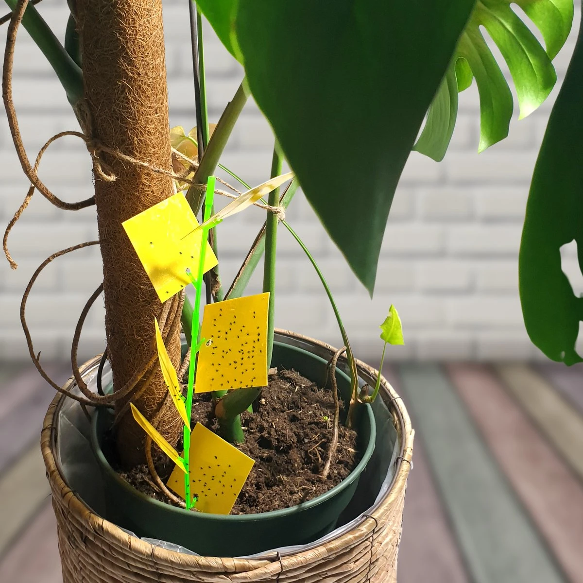 Aniway® - Fruitvliegjes vanger - 40 stuks (20 x 2) - Rouwvliegjes bestrijden - Rouwvliegjes - Sterke kleefkracht - Voor buiten en binnen Aniway® - Fruitvliegjes Vanger - 40 Stuks (20 X 2) - Rouwvliegjes Bestrijden - Rouwvliegjes - Sterke Kleefkracht - Voor Buiten En Binnen -Tuinverzorgings Winkel 1200x1200 1157