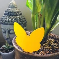 Biogroei Decoratieve Vangplaatjes - 10 Stuks - Tegen Rouwvliegjes, Trips, Witte Vlieg En Bladluis -Tuinverzorgings Winkel 1200x1200 1158