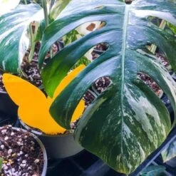 Biogroei Decoratieve Vangplaatjes - 10 Stuks - Tegen Rouwvliegjes, Trips, Witte Vlieg En Bladluis -Tuinverzorgings Winkel 1200x1200 1159