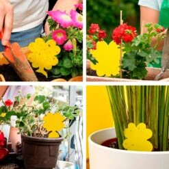 Plak Klavertjes Tegen Rouwvliegjes 15 Stuks - Rouwvliegjes Bestrijden - Varenrouwmug - Plakstrips - Vangkaarten - Vangplaten - Insectenval - Insectenvanger 5 Plak Klavertjes Tegen Rouwvliegjes 15 Stuks - Rouwvliegjes Bestrijden - Varenrouwmug - Plakstrips - Vangkaarten - Vangplaten - Insectenval - Insectenvanger -Tuinverzorgings Winkel 1200x1200 1174