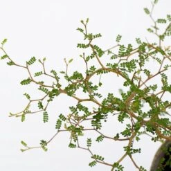 Sophora 'Little Baby' Honingboom- Zigzagstruik - Hoogte 60cm - 2 Liter Pot -Tuinverzorgings Winkel 1200x1200 1277