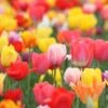 Merkloos Verschillende Kleuren Tulpenbollen Mix Met 30 Tulpen Bollen - Bloembollen Mix - Tuin - Tuindecoratie - Bloemen - Balkon -Tuinverzorgings Winkel 1200x1200 1281