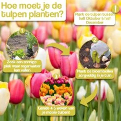 Merkloos Verschillende Kleuren Tulpenbollen Mix Met 30 Tulpen Bollen - Bloembollen Mix - Tuin - Tuindecoratie - Bloemen - Balkon -Tuinverzorgings Winkel 1200x1200 1289