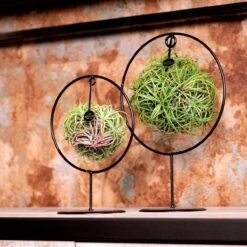 Deco Frame Rond Met Tillandsia Airplant Bol (S) -Tuinverzorgings Winkel 1200x1200 1291