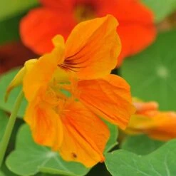 Oost-Indische Kers Lage Bio, Heel Makkelijk Te Kweken En Veelzijdige Plant Met Eetbare Bloemen En Blad -Tuinverzorgings Winkel 1200x1200 1292