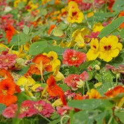 Oost-Indische Kers Lage Bio, Heel Makkelijk Te Kweken En Veelzijdige Plant Met Eetbare Bloemen En Blad -Tuinverzorgings Winkel 1200x1200 1293