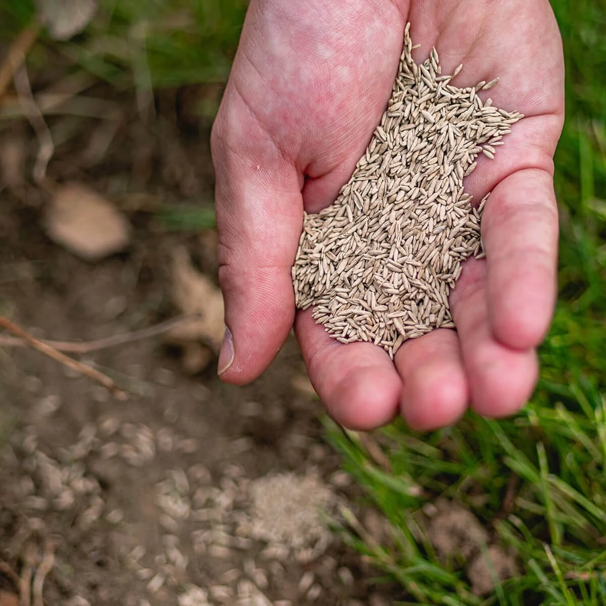 ECOstyle Graszaad Herstel Snelkiemend Gazon Gras – Herstelt kale plekken – Vogelwerende Coating – Geschikt voor Zon- en Schaduw Gazons - Snelle Kieming – 40 – 60M² – 1 KG ECOstyle Graszaad Herstel Snelkiemend Gazon Gras – Herstelt Kale Plekken – Vogelwerende Coating – Geschikt Voor Zon- En Schaduw Gazons - Snelle Kieming – 40 – 60M² – 1 KG -Tuinverzorgings Winkel 1200x1200 1296