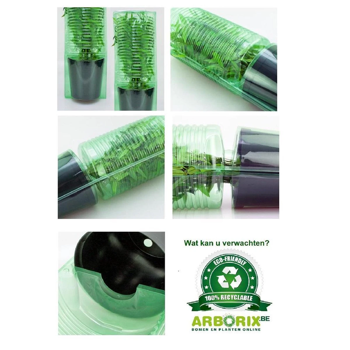 Rhododendron 'Gristede' 20-30 cm in pot Rhododendron 'Gristede' 20-30 Cm In Pot -Tuinverzorgings Winkel 1200x1200 1304