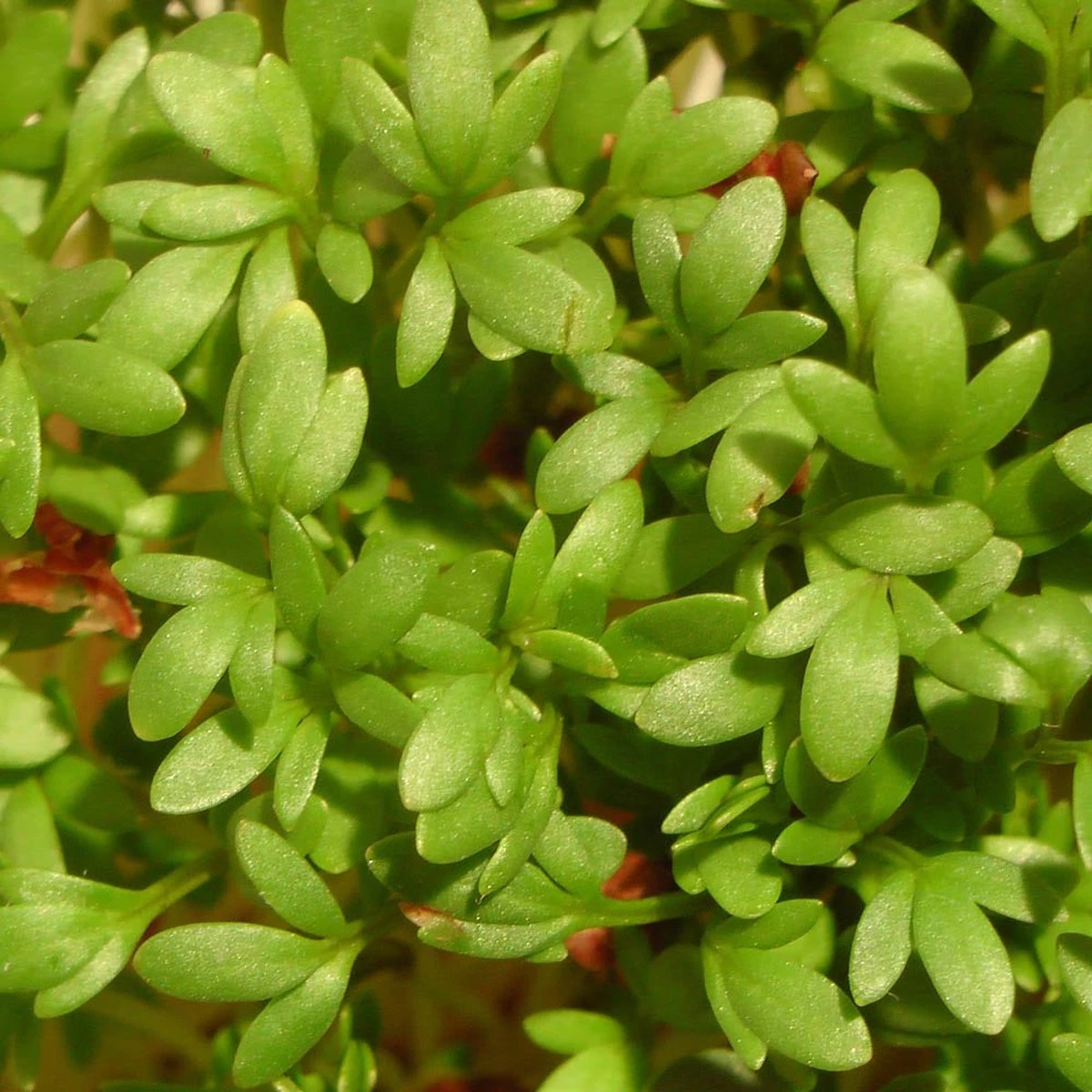 Into the Cycle Tuinkers kiemzaden biologisch 400 Gram Zak NL-BIO-01 Into The Cycle Tuinkers Kiemzaden Biologisch 400 Gram Zak NL-BIO-01 -Tuinverzorgings Winkel 1200x1200 1306