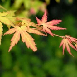 4x Acer Mix - Orange Dream - Going Green - Butterfly - Atropurpureum - ⌀10.5 Cm - 25-30 Cm -Tuinverzorgings Winkel 1200x1200 1309