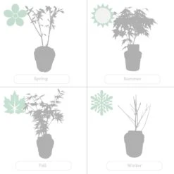 4x Acer Mix - Orange Dream - Going Green - Butterfly - Atropurpureum - ⌀10.5 Cm - 25-30 Cm -Tuinverzorgings Winkel 1200x1200 1310