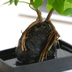 Schefflera Op Lava Steen | Planten | Bloompost -Tuinverzorgings Winkel 1200x1200 1313