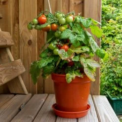 Tuin De Bruijn® Zaden - Tomaat - Pottomaat Minibel - Zeer Hoge Opbrengst - Eenvoudige Teelt -Tuinverzorgings Winkel 1200x1200 1324