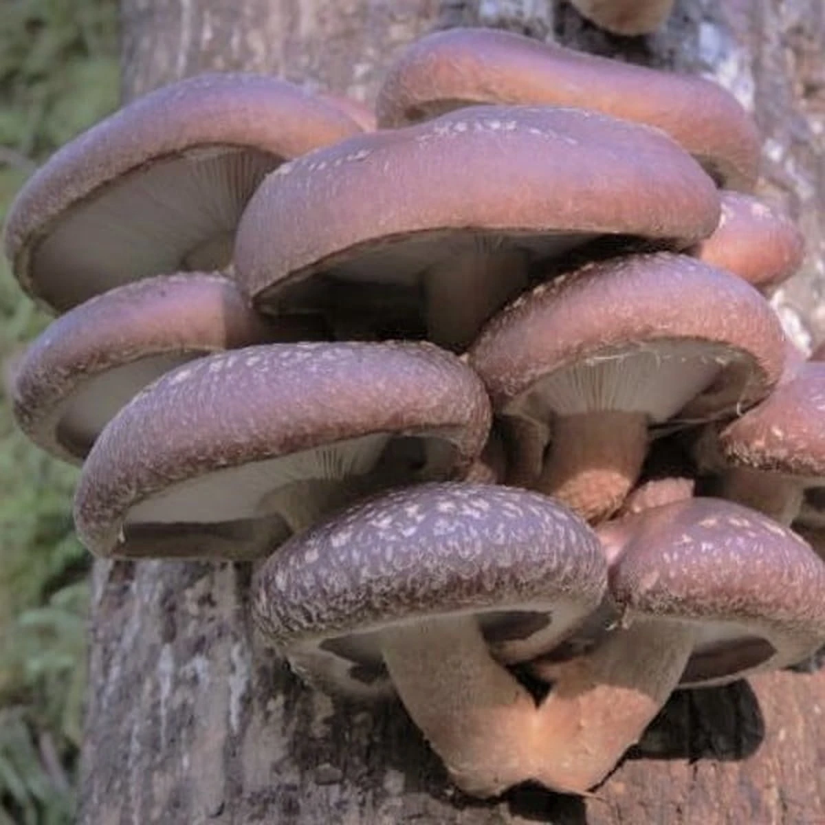 ToshiFarm Broed voor Shiitake - 50 gram - Zelf Shiitake kweken - Broed voor Shiitake Kweekset - Paddenstoel Sporen ToshiFarm Broed Voor Shiitake - 50 Gram - Zelf Shiitake Kweken - Broed Voor Shiitake Kweekset - Paddenstoel Sporen -Tuinverzorgings Winkel 1200x1200 1325