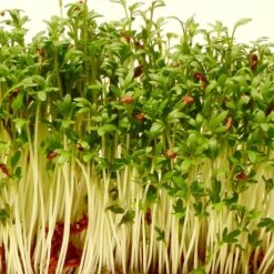 Into The Cycle Tuinkers Kiemzaden Biologisch 25 Gram Zakje NL-BIO-01 4 Into The Cycle Tuinkers Kiemzaden Biologisch 25 Gram Zakje NL-BIO-01 -Tuinverzorgings Winkel 1200x1200 1329