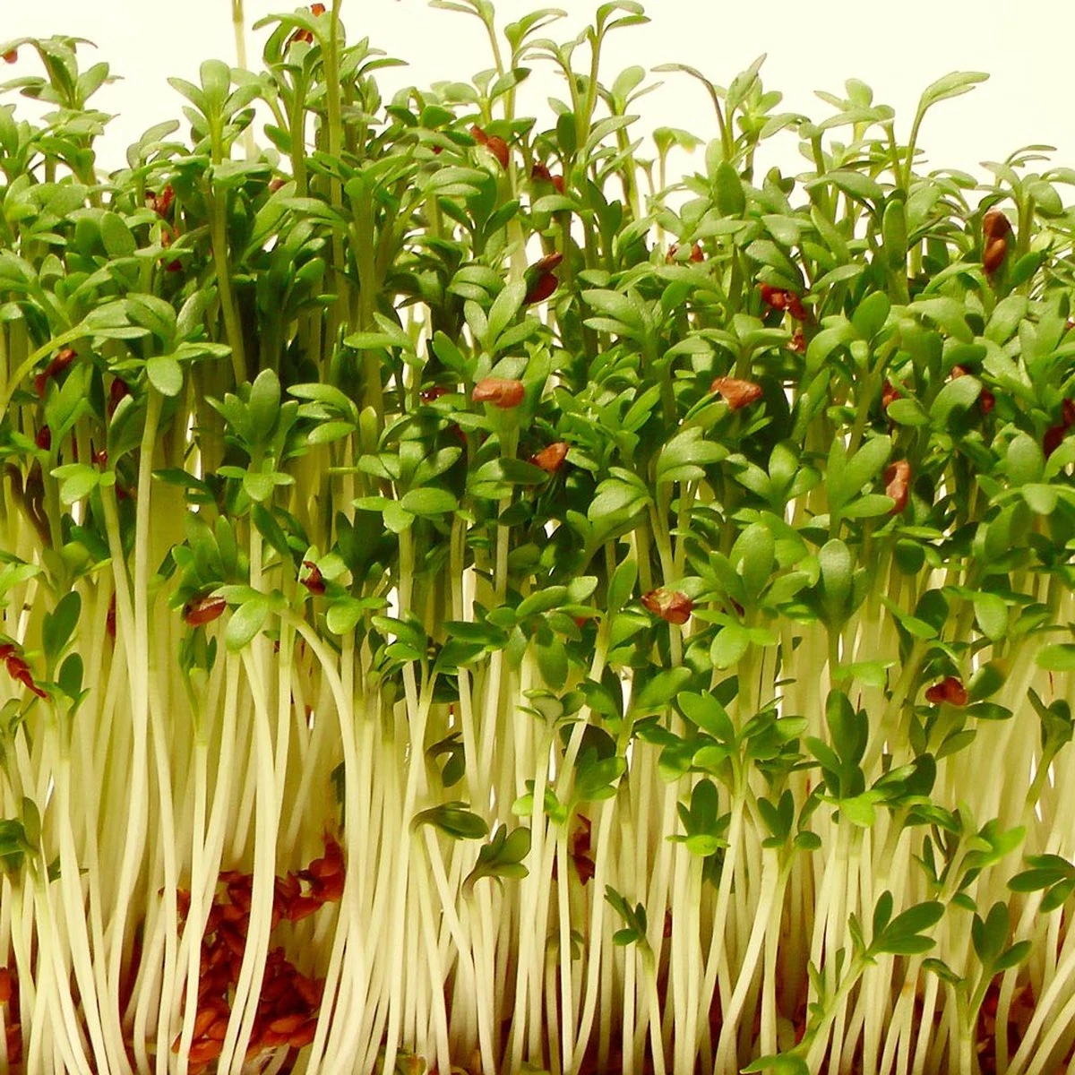 Into the Cycle Tuinkers kiemzaden biologisch 25 Gram Zakje NL-BIO-01 Into The Cycle Tuinkers Kiemzaden Biologisch 25 Gram Zakje NL-BIO-01 -Tuinverzorgings Winkel 1200x1200 1329