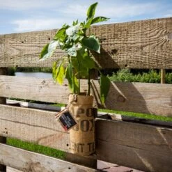 Hangtuintjes Keukenkruiden Kweken - Set 4st. -Tuinverzorgings Winkel 1200x1200 1341