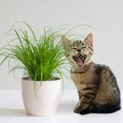 Merkloos ZynesFlora - Cyperus - Kattengras - 2 Stuks - Ø 12 Cm - Hoogte: 25-30 Cm - Kamerplant -Tuinverzorgings Winkel 1200x1200 1348