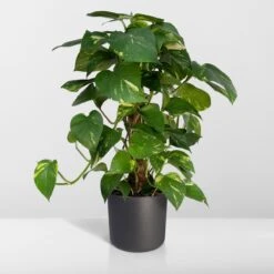Epipremnum Aureum Mosstok - 60cm -Tuinverzorgings Winkel 1200x1200 1352