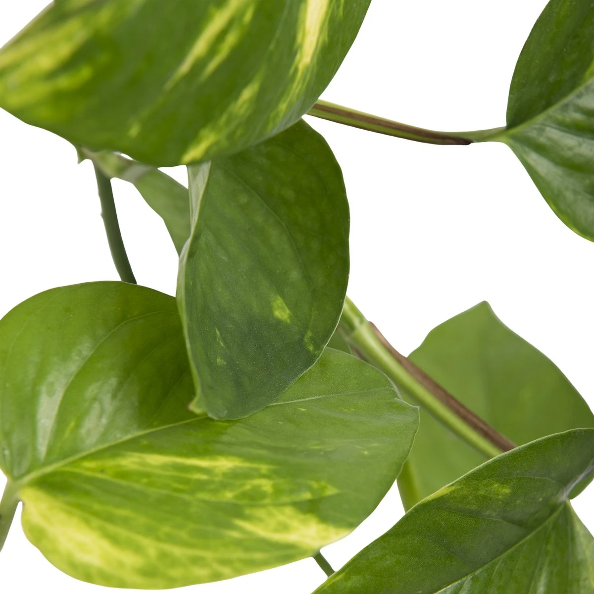 WL Plants - Epipremnum Aureum - Drankenklimop - Hangplant - Hangplanten Voor Binnen - Kamerplanten - Ook Geschikt Als Klimplant - Gemakkelijk te verzorgen - ± 30cm hoog - 17cm diameter - In Kweekpot WL Plants - Epipremnum Aureum - Drankenklimop - Hangplant - Hangplanten Voor Binnen - Kamerplanten - Ook Geschikt Als Klimplant - Gemakkelijk Te Verzorgen - ± 30cm Hoog - 17cm Diameter - In Kweekpot -Tuinverzorgings Winkel 1200x1200 1353