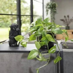 WL Plants - Epipremnum Aureum - Drankenklimop - Hangplant - Hangplanten Voor Binnen - Kamerplanten - Ook Geschikt Als Klimplant - Gemakkelijk Te Verzorgen - ± 30cm Hoog - 17cm Diameter - In Kweekpot 5 WL Plants - Epipremnum Aureum - Drankenklimop - Hangplant - Hangplanten Voor Binnen - Kamerplanten - Ook Geschikt Als Klimplant - Gemakkelijk Te Verzorgen - ± 30cm Hoog - 17cm Diameter - In Kweekpot -Tuinverzorgings Winkel 1200x1200 1354
