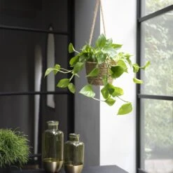 WL Plants - Epipremnum Aureum - Drankenklimop - Hangplant - Hangplanten Voor Binnen - Kamerplanten - Ook Geschikt Als Klimplant - Gemakkelijk Te Verzorgen - ± 30cm Hoog - 17cm Diameter - In Kweekpot 6 WL Plants - Epipremnum Aureum - Drankenklimop - Hangplant - Hangplanten Voor Binnen - Kamerplanten - Ook Geschikt Als Klimplant - Gemakkelijk Te Verzorgen - ± 30cm Hoog - 17cm Diameter - In Kweekpot -Tuinverzorgings Winkel 1200x1200 1355