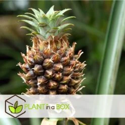 Plant In A Box - Ananasplant Mi Amigo - Kamerplant - Pot 12cm - Hoogte 35-45cm -Tuinverzorgings Winkel 1200x1200 1361