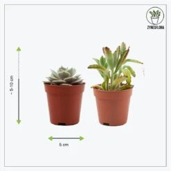 ZynesFlora - Mini Succulenten Mix - 12 Stuks - Ø 5,5 Cm - Hoogte: 5-10 Cm - Vetplant - Kamerplant -Tuinverzorgings Winkel 1200x1200 1364