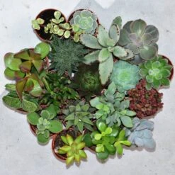 ZynesFlora - Mini Succulenten Mix - 12 Stuks - Ø 5,5 Cm - Hoogte: 5-10 Cm - Vetplant - Kamerplant -Tuinverzorgings Winkel 1200x1200 1366