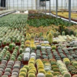 ZynesFlora - Mini Succulenten Mix - 12 Stuks - Ø 5,5 Cm - Hoogte: 5-10 Cm - Vetplant - Kamerplant -Tuinverzorgings Winkel 1200x1200 1367