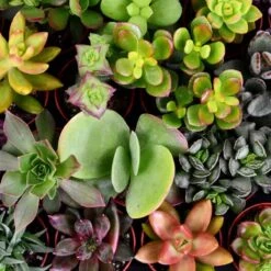 ZynesFlora - Mini Succulenten Mix - 12 Stuks - Ø 5,5 Cm - Hoogte: 5-10 Cm - Vetplant - Kamerplant -Tuinverzorgings Winkel 1200x1200 1369