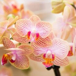 Kolibri Orchids | Oranje Phalaenopsis Orchidee - 35cm Hoog - Potmaat Ø9cm | Bloeiende Kamerplant - Vers Van De Kweker -Tuinverzorgings Winkel 1200x1200 1375