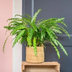 Calathea Rufibarba Bluegrass | Groene Kamerplant | Potmaat 17cm | Hoogte 60cm | Geleverd In Kwekerspot