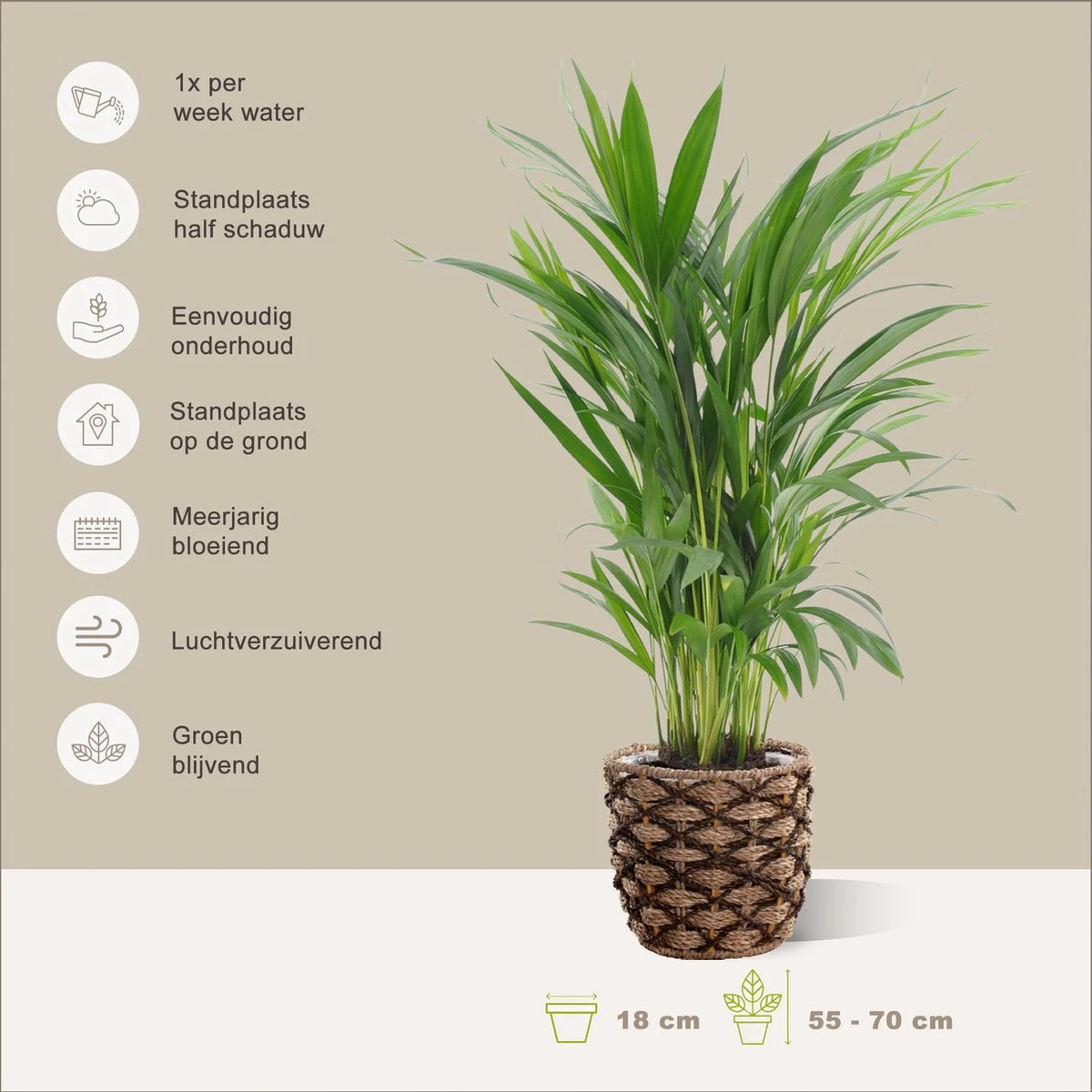Areca in siermand Guusje Naturel – luchtzuiverende kamerplant – eenvoudig te onderhouden Goudpalm - ↕55-70cm - Ø18 – geleverd met plantenpot – vers uit de kwekerij Areca In Siermand Guusje Naturel – Luchtzuiverende Kamerplant – Eenvoudig Te Onderhouden Goudpalm - ↕55-70cm - Ø18 – Geleverd Met Plantenpot – Vers Uit De Kwekerij -Tuinverzorgings Winkel 1200x1200 1382