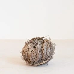 Roos Van Jericho -Tuinverzorgings Winkel 1200x1200 1384