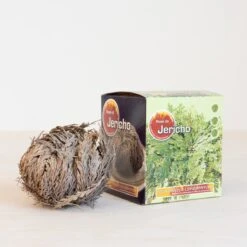 Roos Van Jericho -Tuinverzorgings Winkel 1200x1200 1385