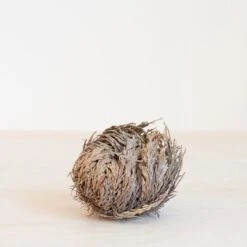 Roos Van Jericho -Tuinverzorgings Winkel 1200x1200 1386