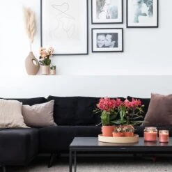 Kolibri Orchids | COMBI DEAL Van 2 Rode Phalaenopsis Orchideeën - Congo - Potmaat Ø9cm Bloeiende Kamerplant - Vers Van De Kweker -Tuinverzorgings Winkel 1200x1200 1391