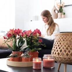 Kolibri Orchids | COMBI DEAL Van 2 Rode Phalaenopsis Orchideeën - Congo - Potmaat Ø9cm Bloeiende Kamerplant - Vers Van De Kweker -Tuinverzorgings Winkel 1200x1200 1394