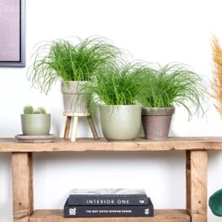 3x Cyperus 'Zumula' - Kattengras - Kamerplant - Huisdiervriendelijk - ⌀12 Cm - 20-25 Cm -Tuinverzorgings Winkel 1200x1200 1396