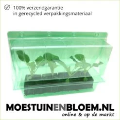 Kattengras - Gerst - Huisdier - Diervriendelijke Kamerplant - Triticum Aestivum - Potmaat Ø12cm - 2 Stuks -Tuinverzorgings Winkel 1200x1200 1397