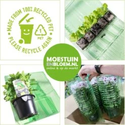 Kattengras - Gerst - Huisdier - Diervriendelijke Kamerplant - Triticum Aestivum - Potmaat Ø12cm - 2 Stuks -Tuinverzorgings Winkel 1200x1200 1398