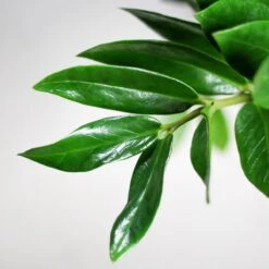 Zamioculcas Zamiifolia | Groene Kamerplant | Palm | Pot 21cm | Hoogte 75 Cm | Geleverd In Kwekerspot -Tuinverzorgings Winkel 1200x1200 1401